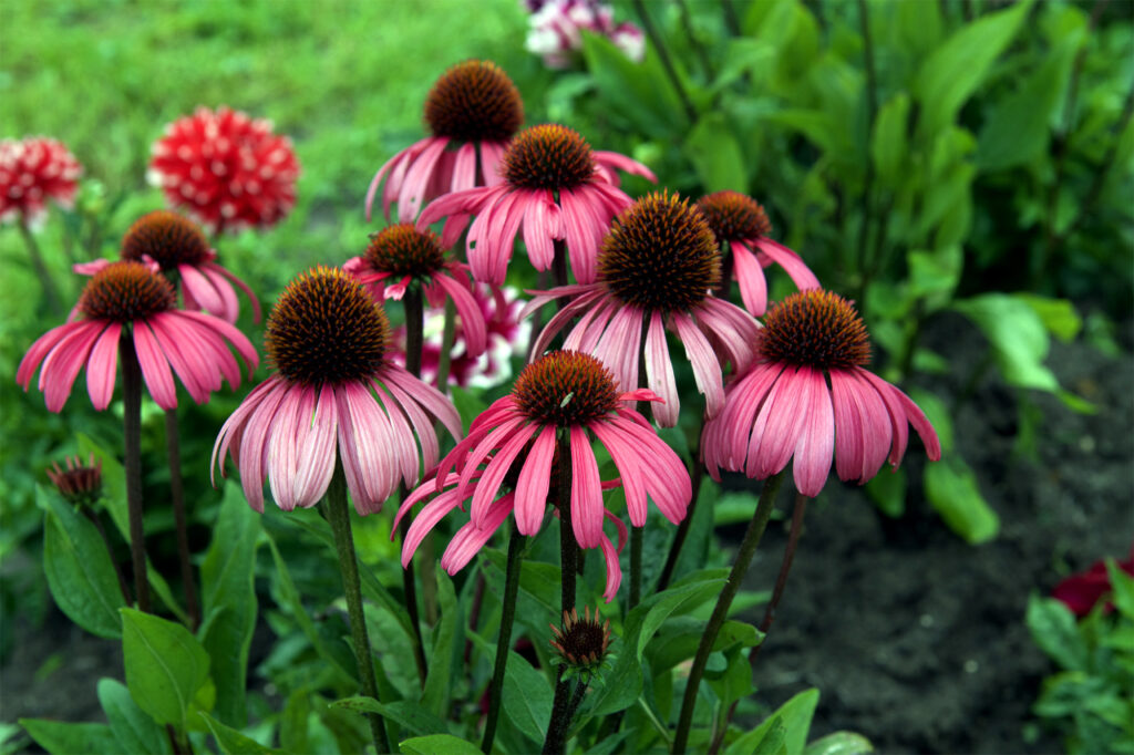 Echinacea purpurea paradiso