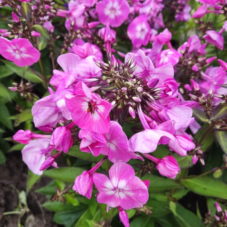 Phlox Paniculata