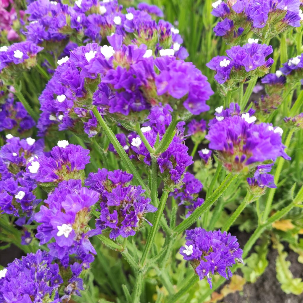 Limonium