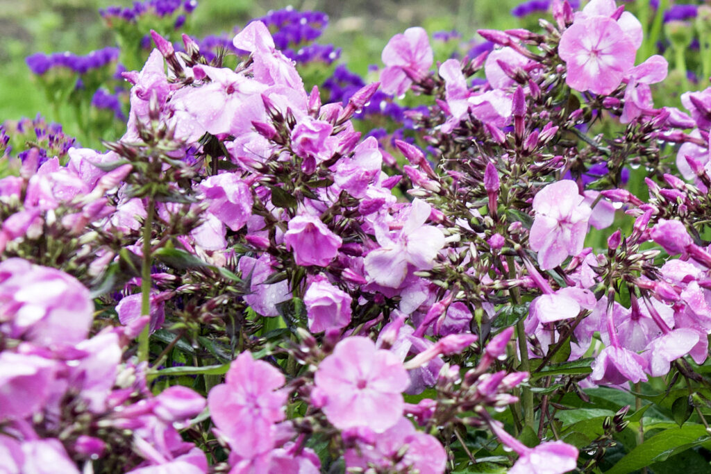 Phlox Paniculata